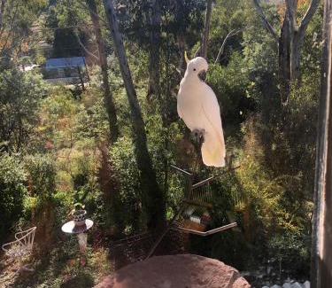 Castlemaine Apartment | Bird Haven Central Castlemaine