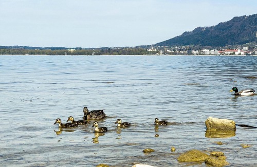 Bregenz Apartment | Bright Holiday Apartment “Bregenz 6 Top 4” with Wi-Fi, Terrace & Garden