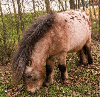 Novi Sad House | Brkin salaš