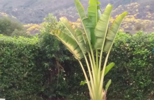 Ricaurte Bed & Breakfast | C&H Casa campestre el Oasis Ricaurte Girardot