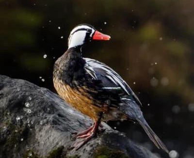 Melipeuco Apartment | Cabaña Kiñeco