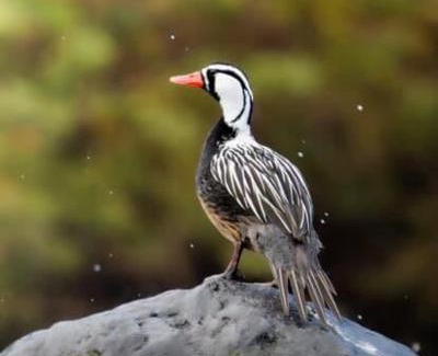 Melipeuco Apartment | Cabaña Kiñeco