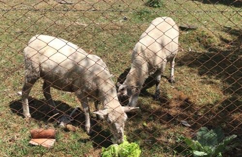 Pucon House | Cabañas el Mañio, a pasos de Ojos del Caburgua y playa Caburgua