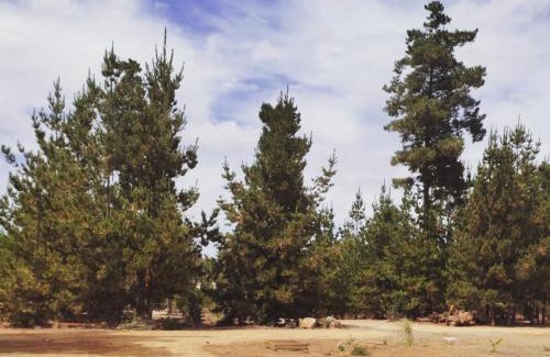 El Quisco Other | Cabañas VistaBosque de Algarrobo