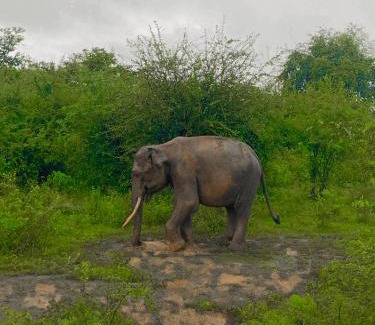 Udawalawa House | Canal Side Safari Lodge