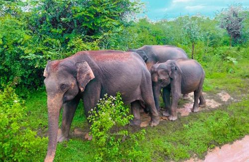 Udawalawa House | Canal Side Safari Lodge