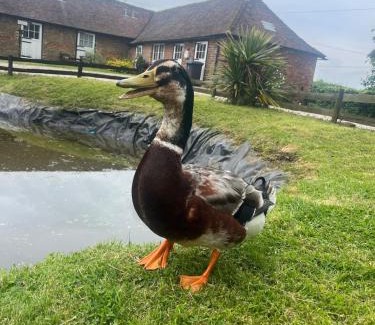 Denton House | Captains Cottage Dover
