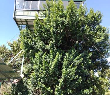 Aguas Zarcas Apartment | Casa árbol