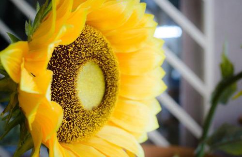 Aldeota Hotel | Casa da Adriana Pousada