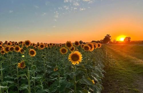 Santarello Apartment | Casa dei Pini