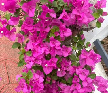 Devikolam House | Casa Grande Homestay Anaviratty Munnar