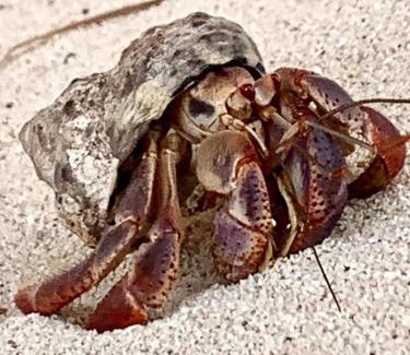 Puerto Morelos Hotel | Casa Kayab