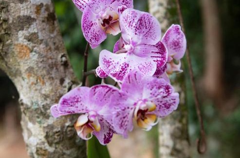Petropolis Apartment | Casa Lucas - loft espaçoso com jardim e churrasqueira
