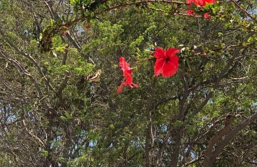 Sao Vicente House | Casa Palmeira