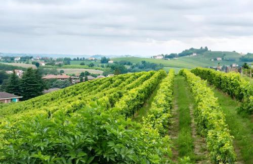 Costigliole d'Asti Bed & Breakfast | Cascina Orlandi