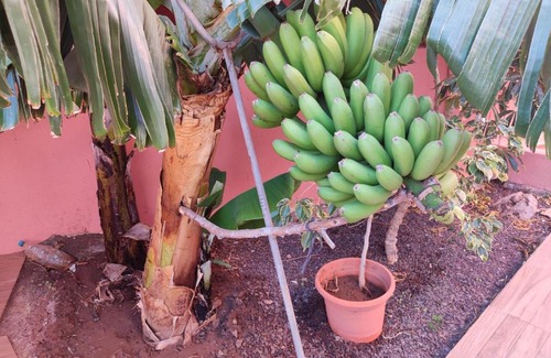 San Sebastian de la Gomera Apartment | Casita La Gomera