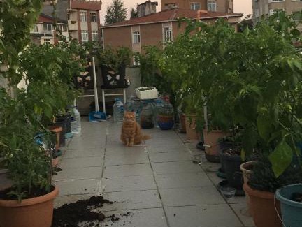 Rumeli Hisari Bed & Breakfast | Cat house