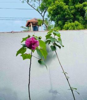 Kanuwana House | Catherine Villa in Ja Ela near Colombo Airport Expressway Exit