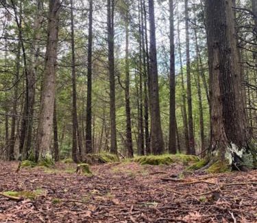 Northern Bruce Peninsula Bed & Breakfast | Cedarstone Woods B&B