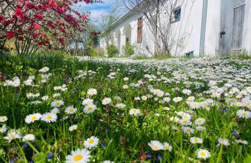 Csapod House | Charmantes Arkadenhaus mit großem Garten