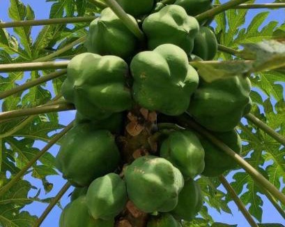 Point d'Or Apartment | Charmants studios au sein d'un cadre tropical, accès aux arbres fruitiers, wifi gratuit, à 5 min de l'aéroport