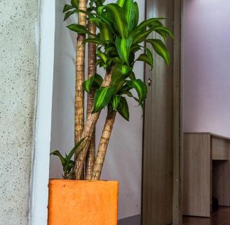 Pereira House | Coliving La Rebeca Pereira