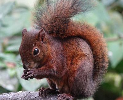 Tulipe Cabin | Complejo puma sacha las 7 cascadas