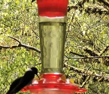 Tulipe Cabin | Complejo puma sacha las 7 cascadas