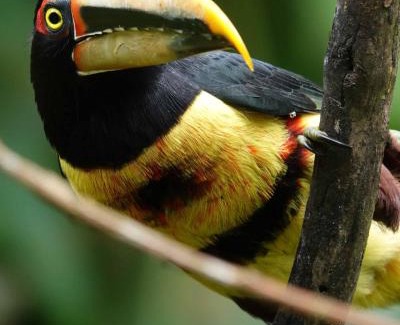 Tulipe Cabin | Complejo puma sacha las 7 cascadas