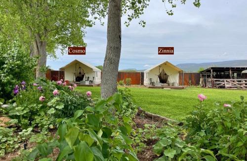 Lazear Other | Cosmo Glamping Tent at Zenzen Gardens