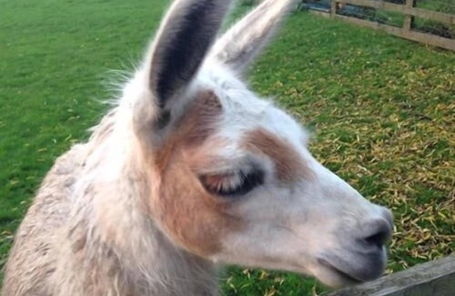 York Cottage | Cottage Private Bathroom at Skipbridge Farm Cottages