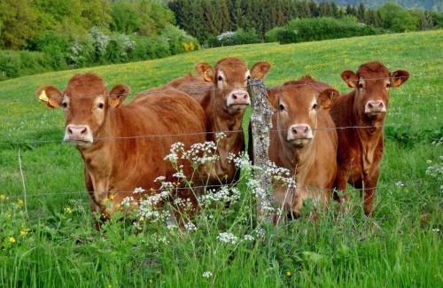 Echternacherbruck Other | Country Camp camping Echternacherbrück