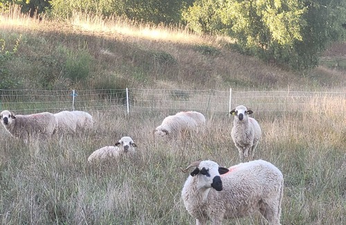Saint-Julien-Puy-Laveze Other | Country property in the heart of the farm, 8 people Label Accueil Paysan