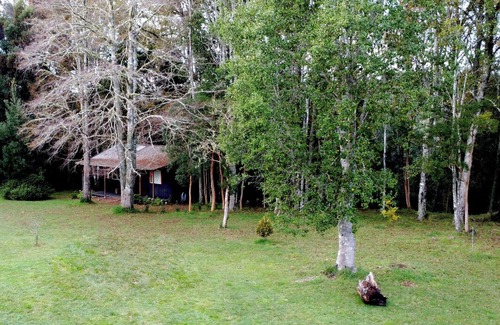 Valdivia Cabin | Cozy cabin nestled in the Valdivian Forest