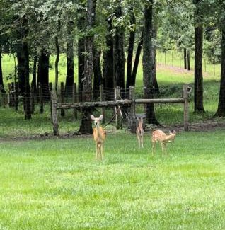 Hull House | Cozy Country Cabin in the Woods