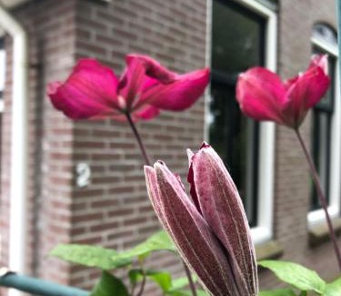 Schoonloo House | De Eurostee - Boerderij appartementen