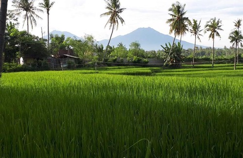 Banyuwangi House | De Lungguh Homestay