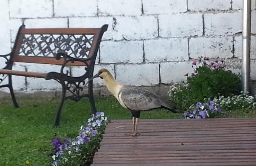 Esquel Apartment | Del Sur Apart