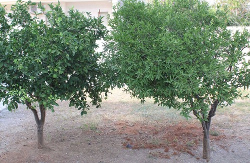 Castromediano Apartment | Detached apartment surrounded by greenery, in the quietness a stone's throw from the center