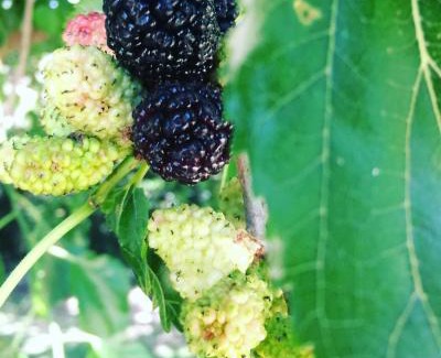 Arborea Bed & Breakfast | Dimora Arborea
