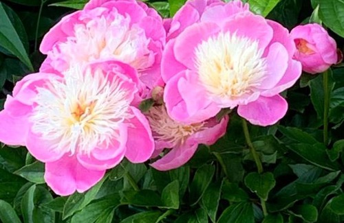 Pewsey Bed & Breakfast | Disabled friendly BnB with gorgeous garden