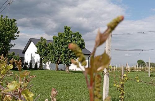 gmina Cmielow House | Domki w Winnicy - Świętokrzyska Winnica Knapów