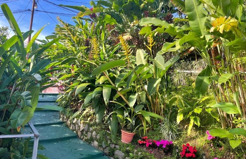 Orosi House | Dreams Lodge Orosi
