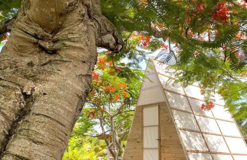 Punta Cana Other | Ekhotel & Glamping en Punta Cana