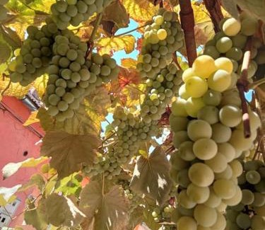 Tirgu Mures Apartment | Emese Central Vintage Apartment