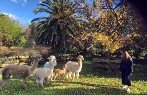Tamahere Bed & Breakfast | English Cherry Tree Manor
