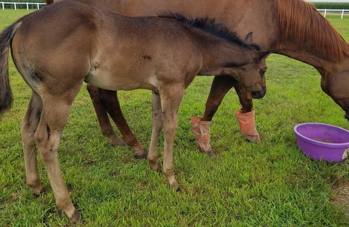 York County House | Enjoy a Stay at a Horse Motel in York, NE
