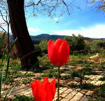 Vergina House | Evridiki