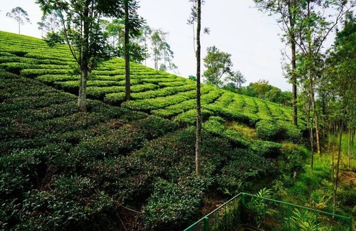 Devikolam House | Fabulous Vintage stay in Munnar