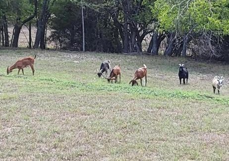 Greenville House | Farm stay with activity